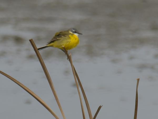 <h3><a href="/trips/ebro/biota/animalia/chordata/aves/040 passeriformes/119 motacillidae/motacilla flava/motacilla flava-nl.html">Motacilla&nbsp;flava</a> / Western&nbsp;yellow&nbsp;wagtail / Gele&nbsp;kwikstaart</h3>OM-1 Mark II met M.300mm F4.0 + MC-14, 1/2000 sec  bij F5.6, ISO 500